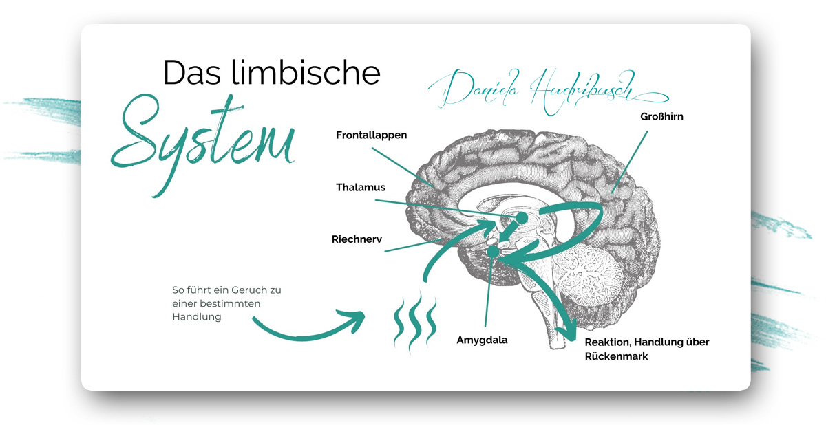 limbisches System Anker setzen mit ätherischen Ölen von doTERRA